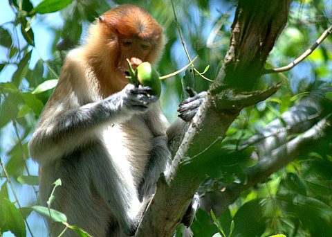 Foto Bekantan dengan menggunakan lensa 300mm dan TC2X