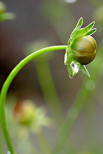 Foto embun di daerah Embun Pagi, Maninjau dengan menggunakan lensa macro 150mm